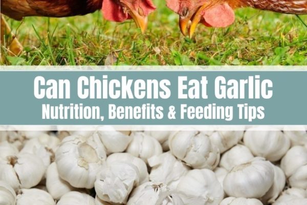 Can Chickens Eat Garlic? (Nutrition, Benefits & Feeding Tips)