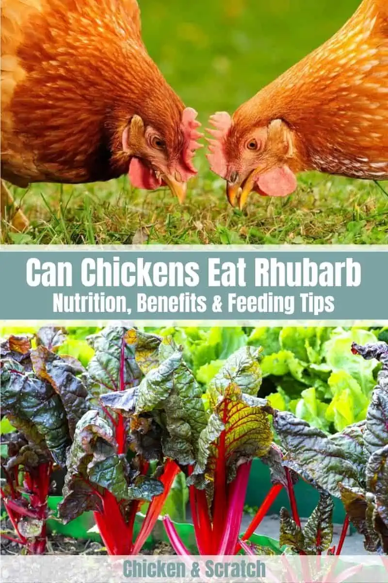 Can Chickens Eat Rhubarb