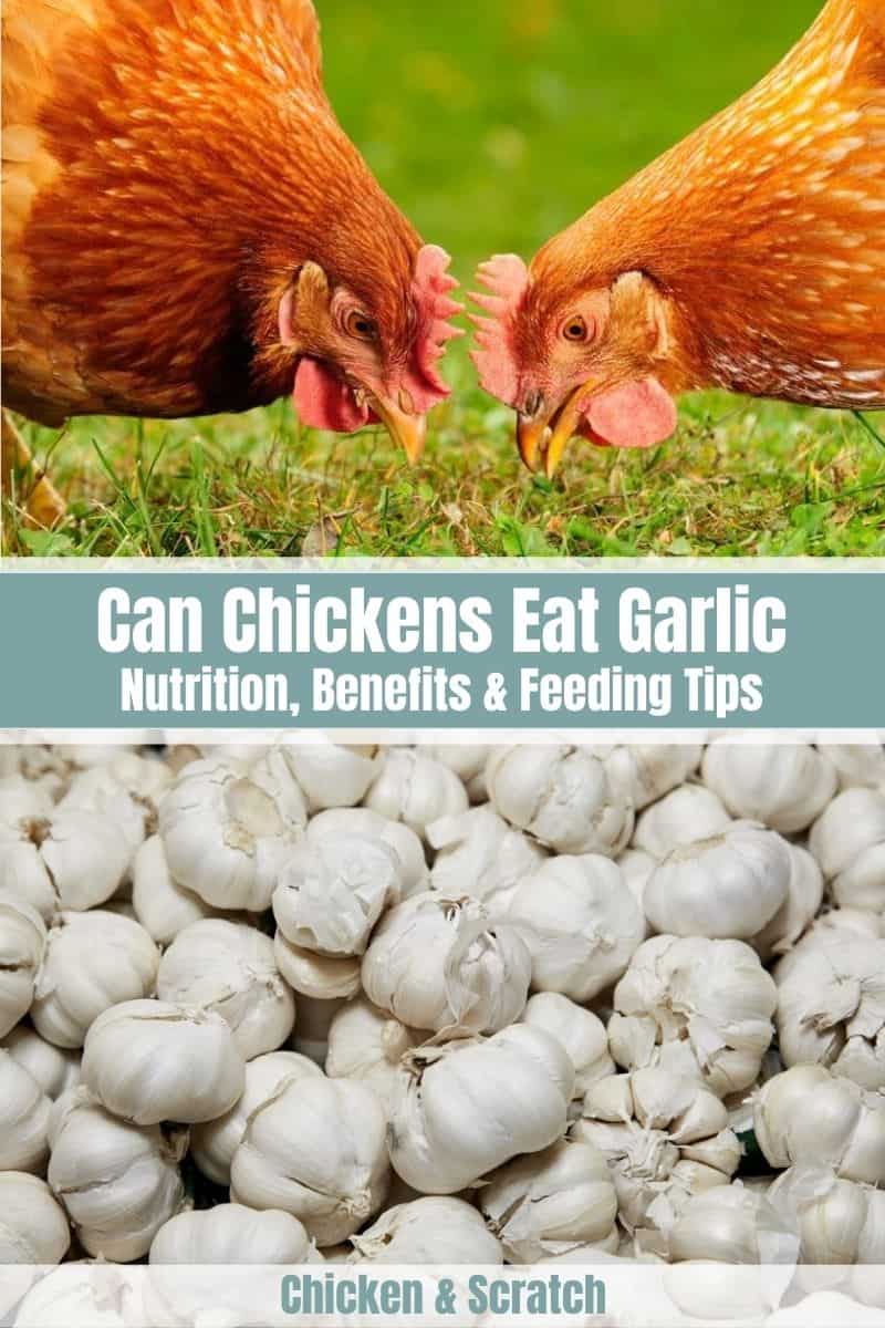 Chicken Eat Garlic