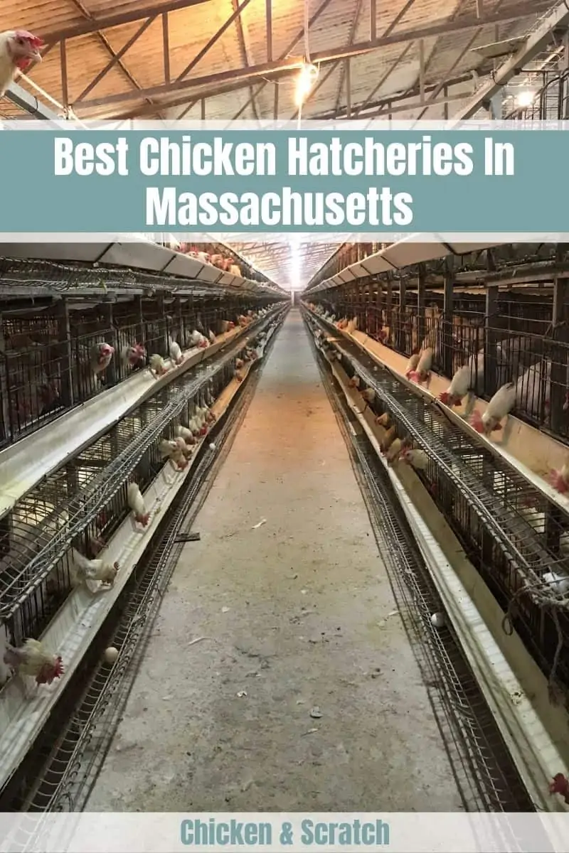 Chicken Hatcheries In Massachusetts