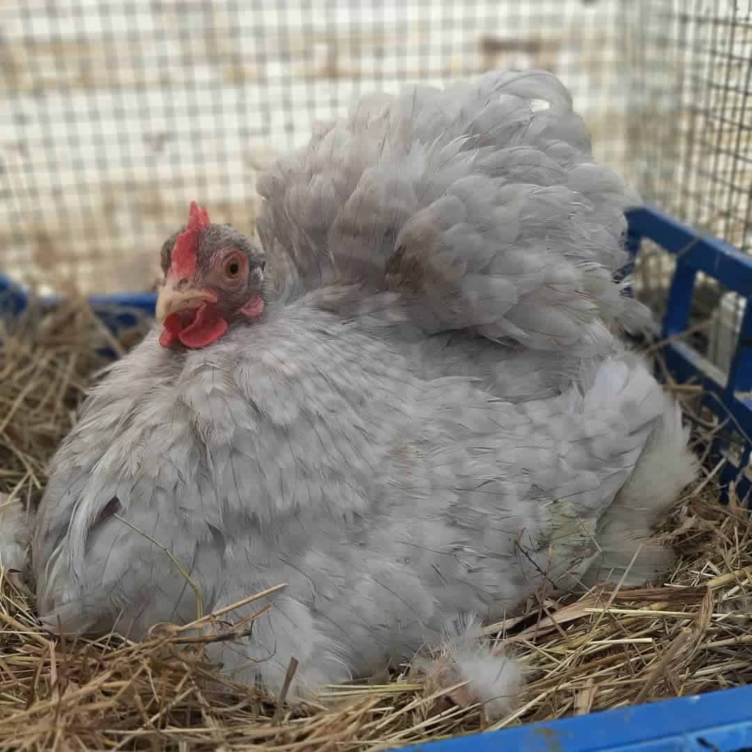 How do I know if a chicken is a Cochin Bantam