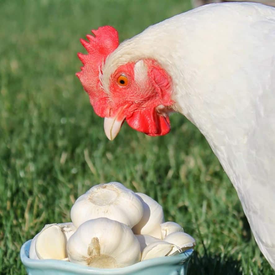 What are the Benefits of Garlic in Chickens