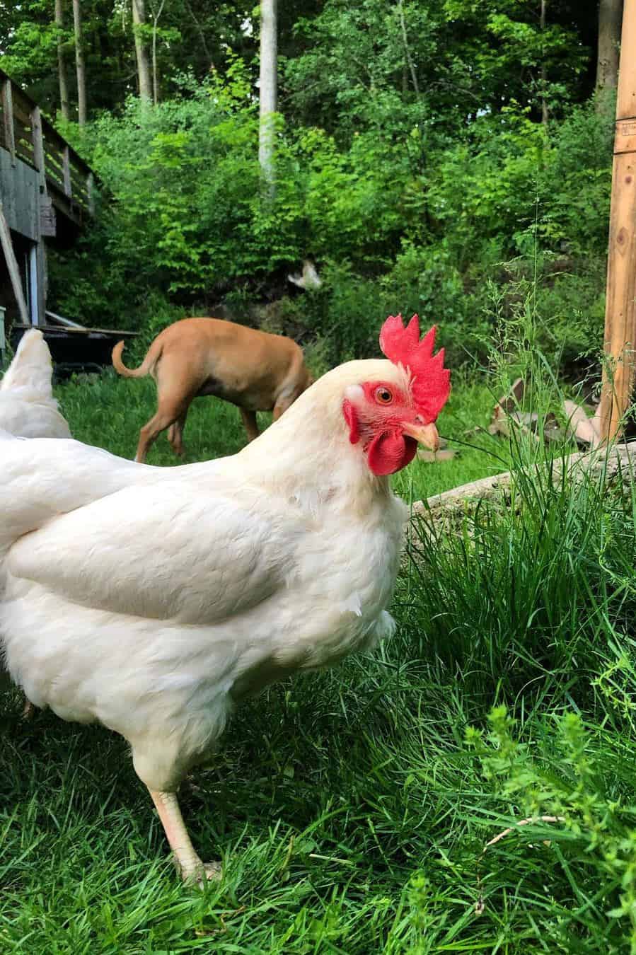 amber link chicken