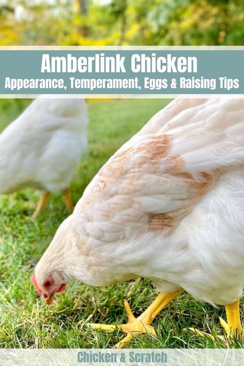 amberlink chicken