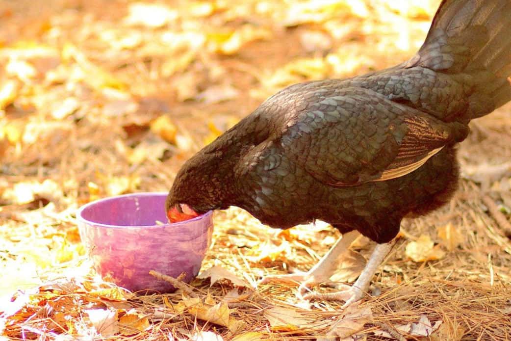 are rhubarb leaves poisonous to chickens