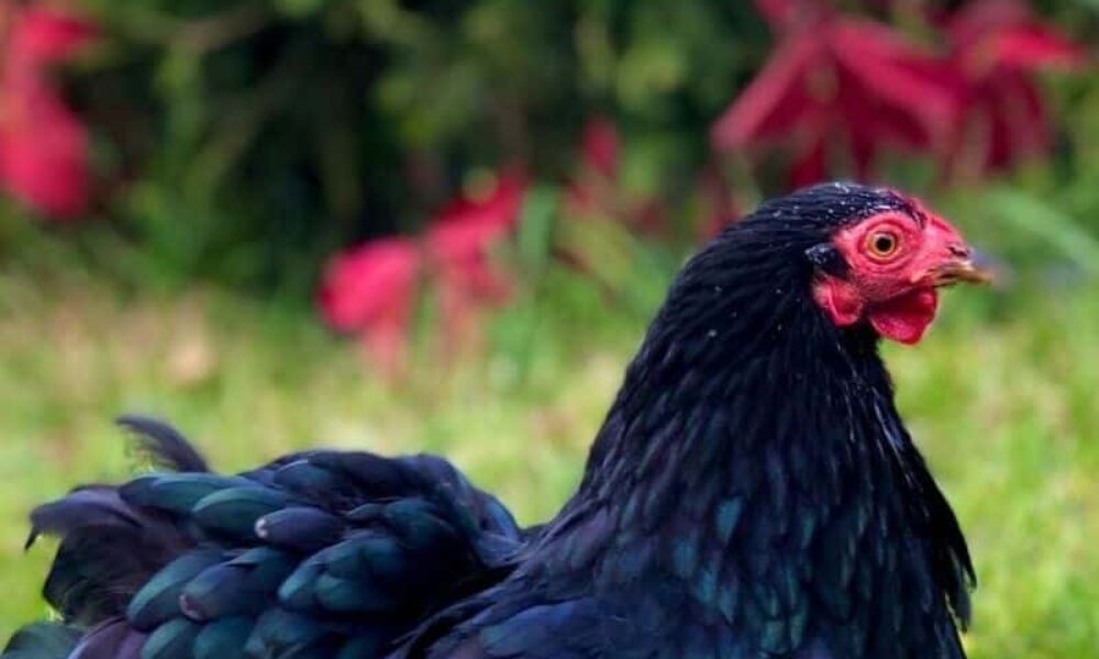 Cochin Bantam: Appearance, Temperament, Eggs and Raising Tips
