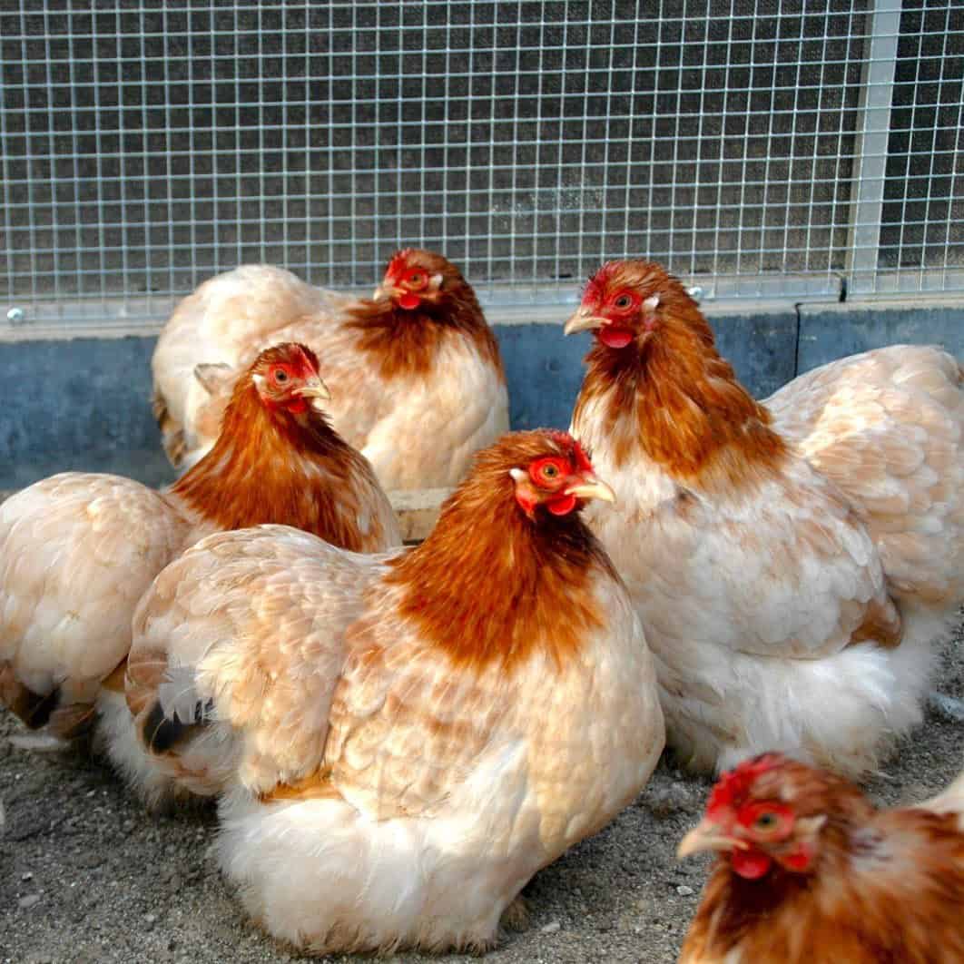 bantam cochin chicken