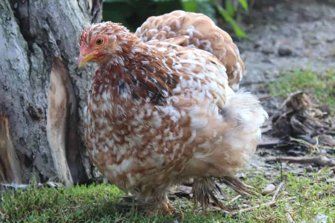 bantam cochin hen