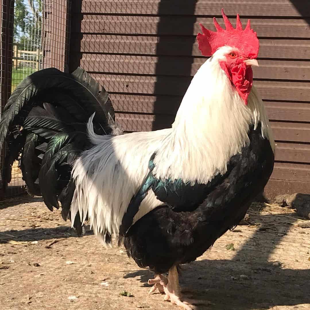 best brooding chickens