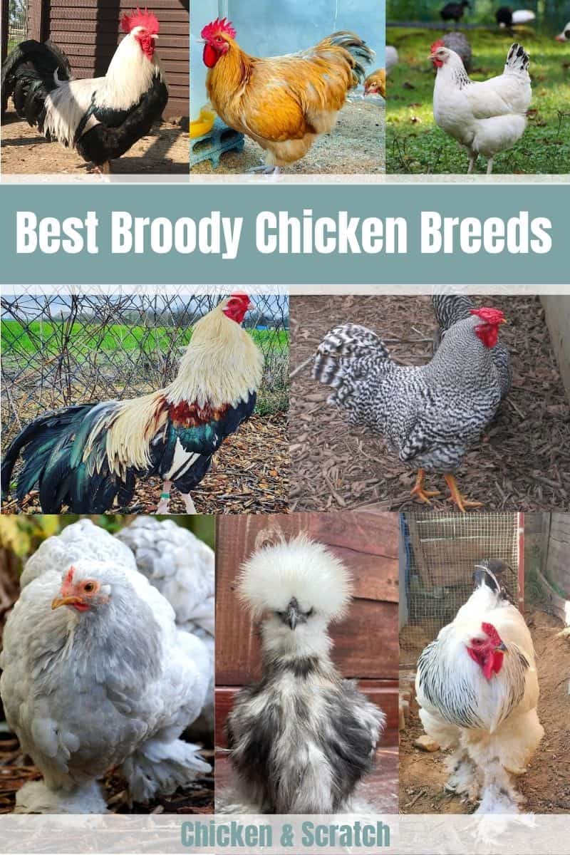 best broody chicken breeds