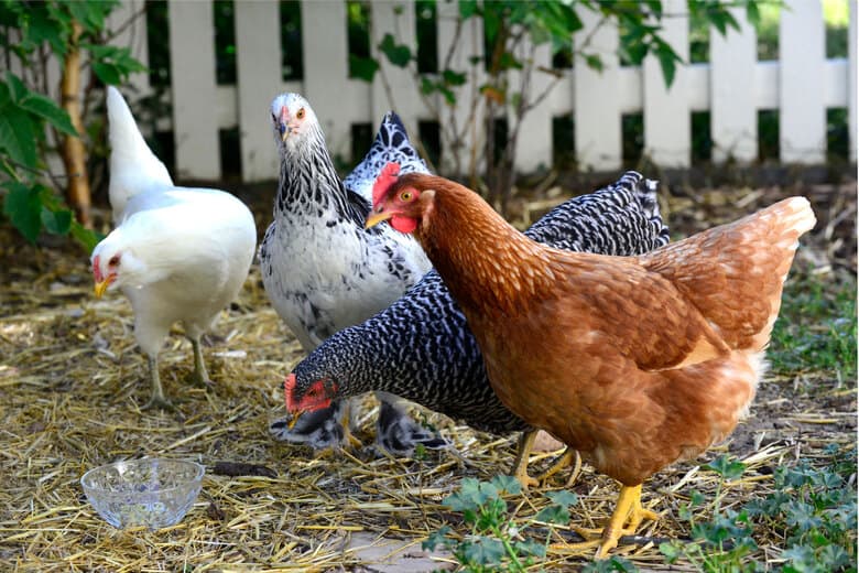 best time to buy chickens