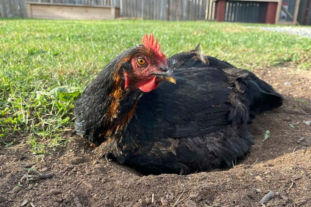 black and orange chicken