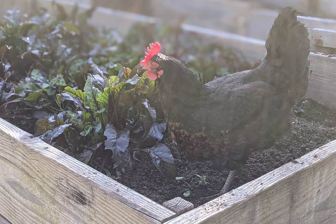 black star chicken breed