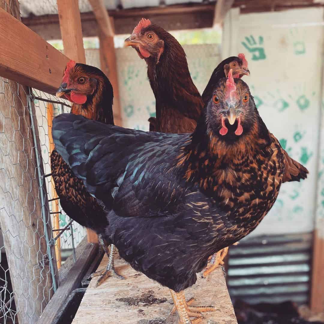 black star chickens egg production