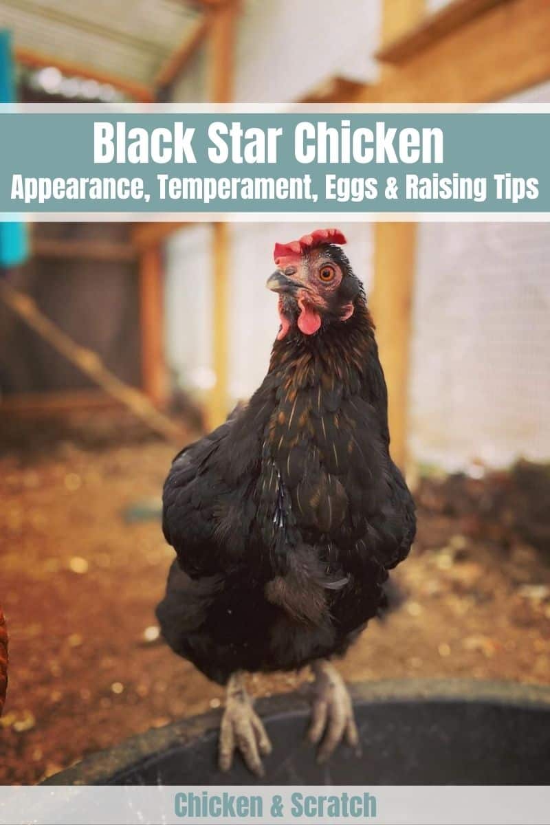 black star chickens