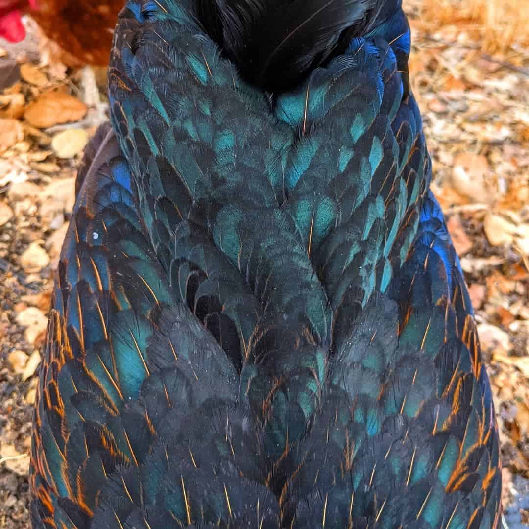 black star hen