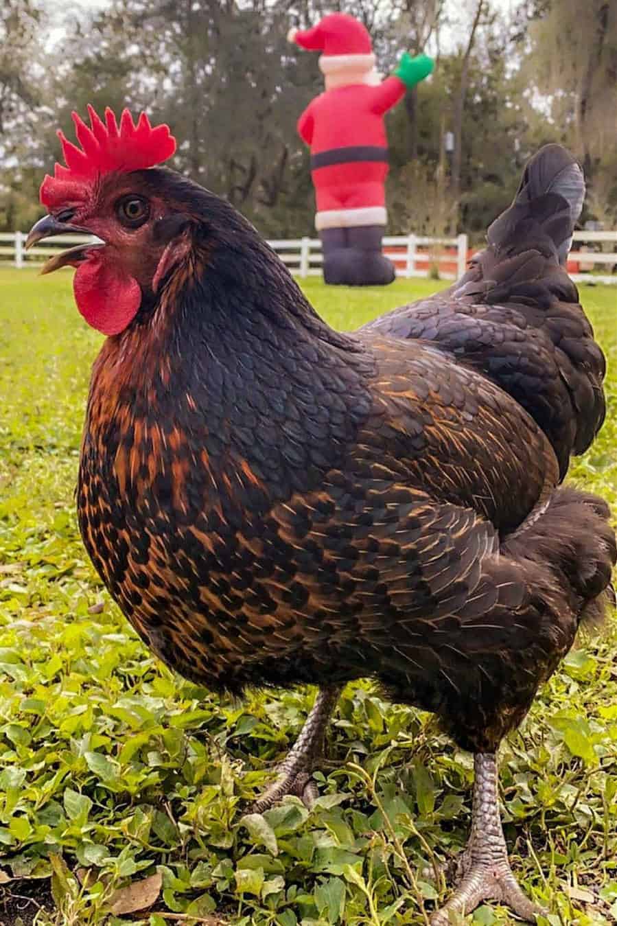 Black Star Chicken Appearance Temperament Eggs And Raising Tips 