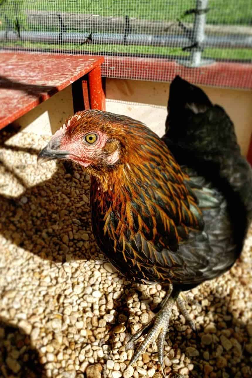 black stars chickens