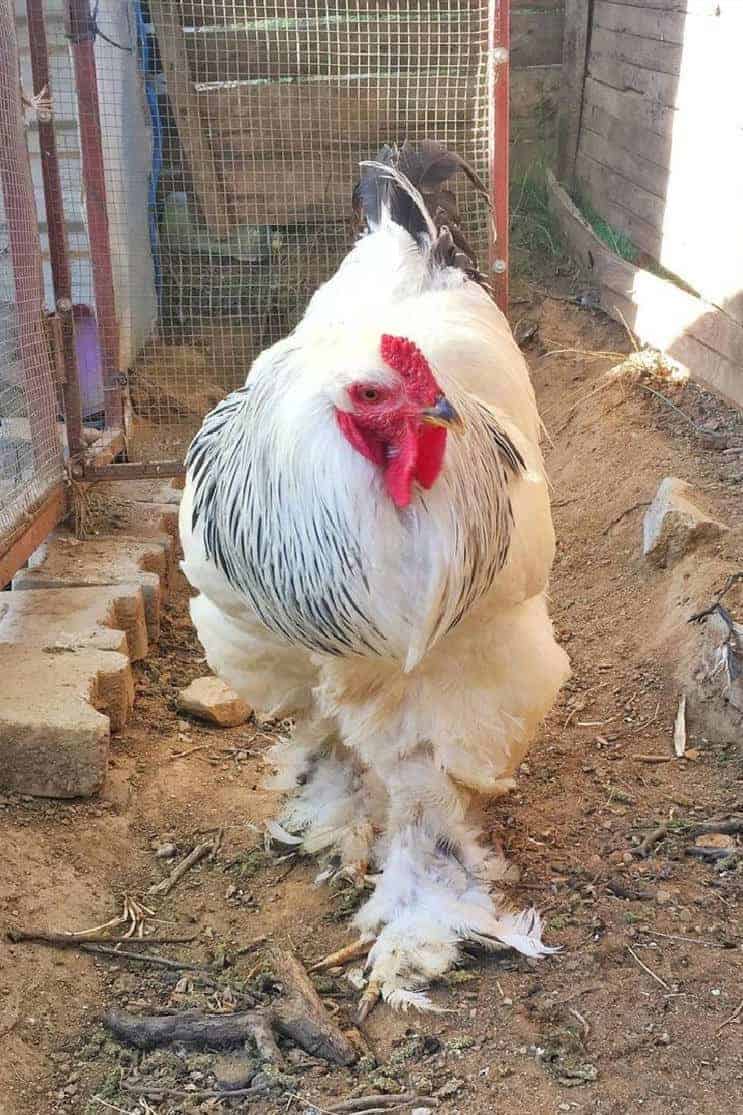 broodiest chicken breeds