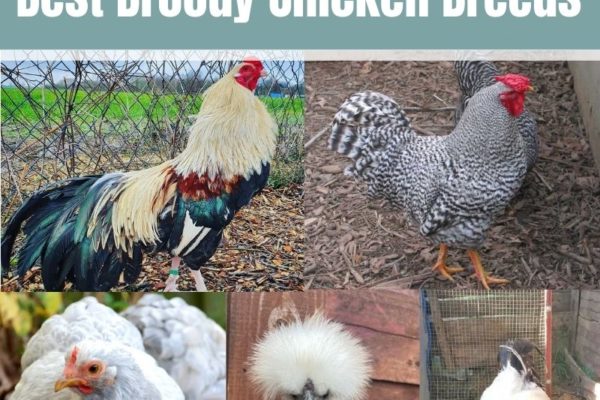 8 Best Broody Chicken Breeds (with Pictures)