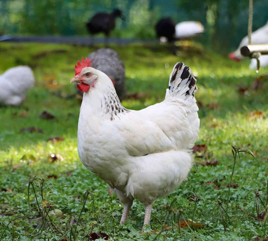 broody chicken breeds Sussex Chicken