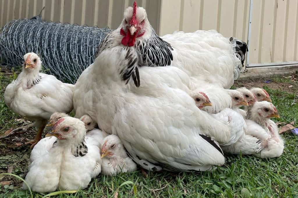 8-best-broody-chicken-breeds-with-pictures