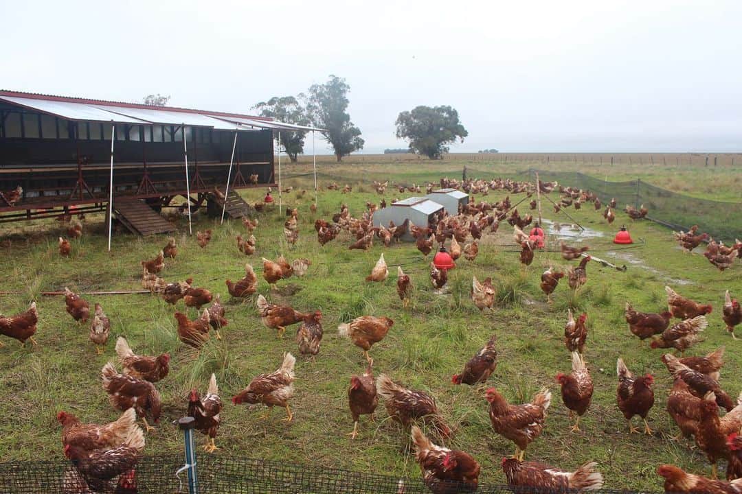 brown hens