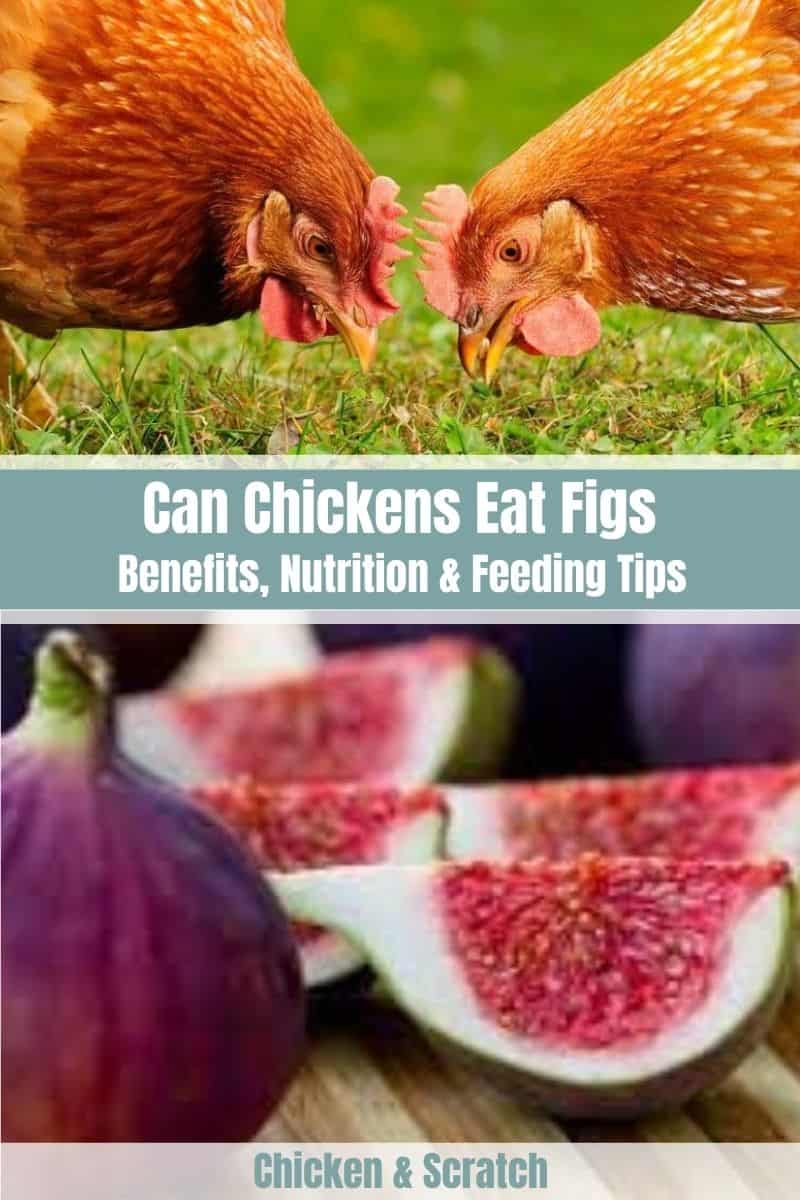 can chicken eat figs
