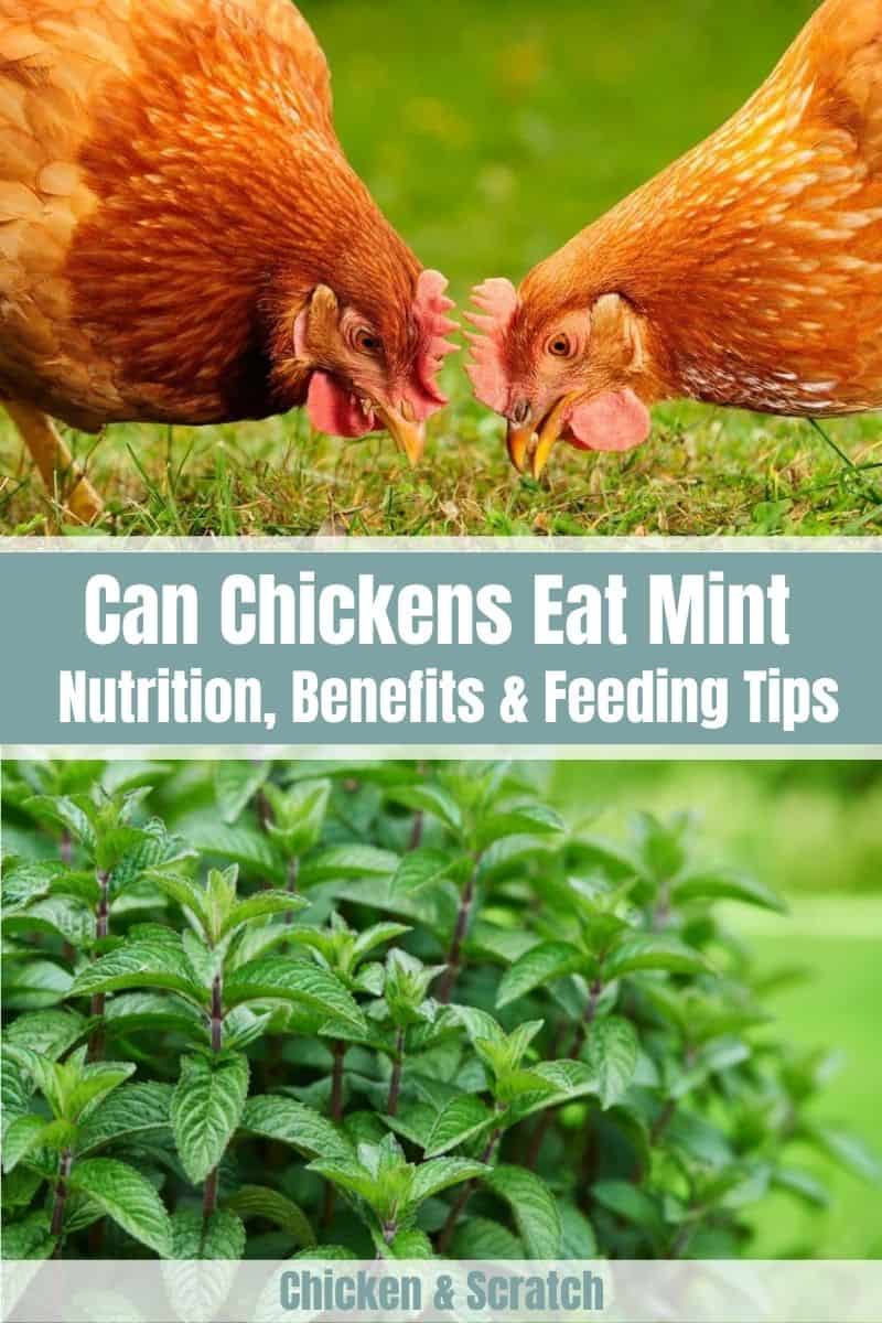 can chicken eat mint