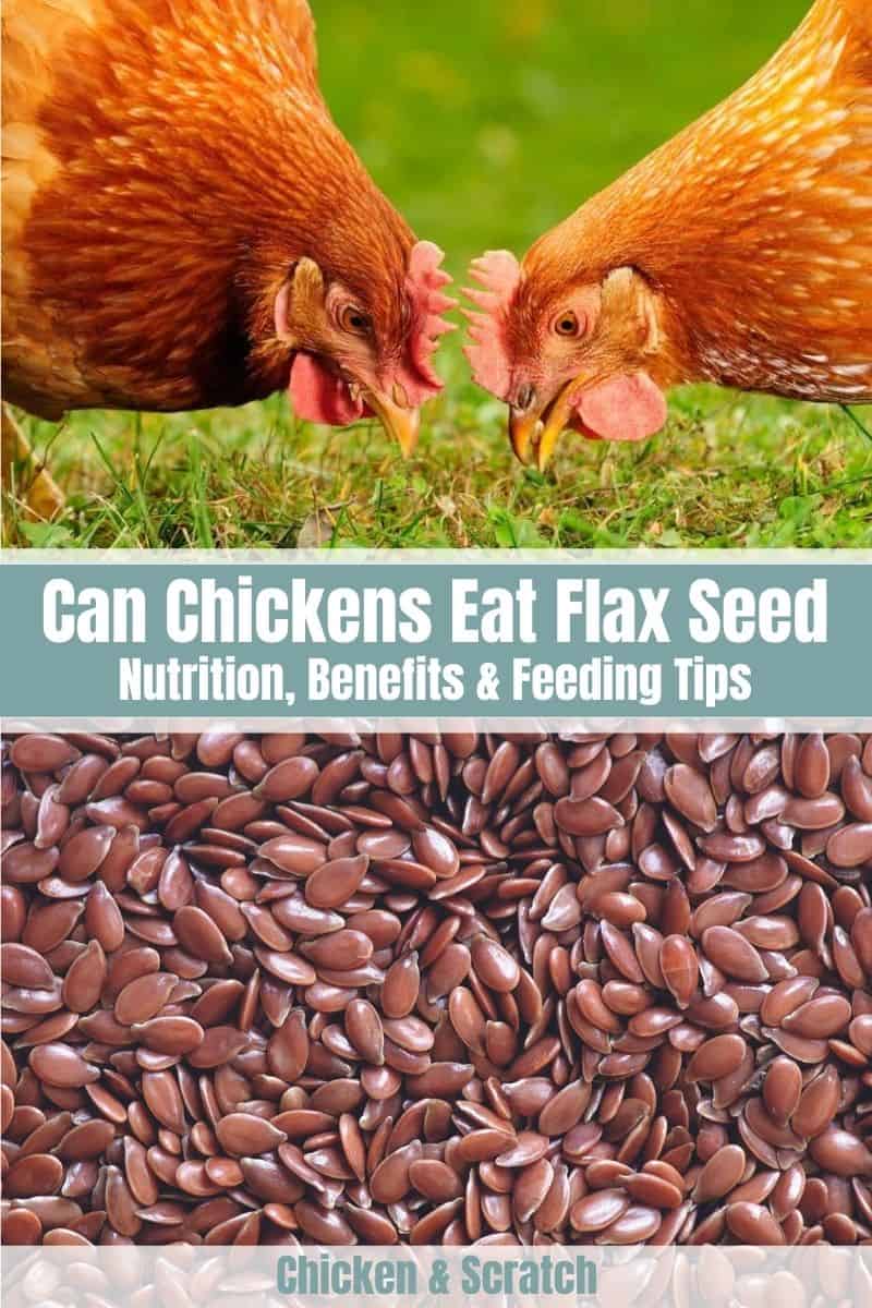can chickens eat flax seed