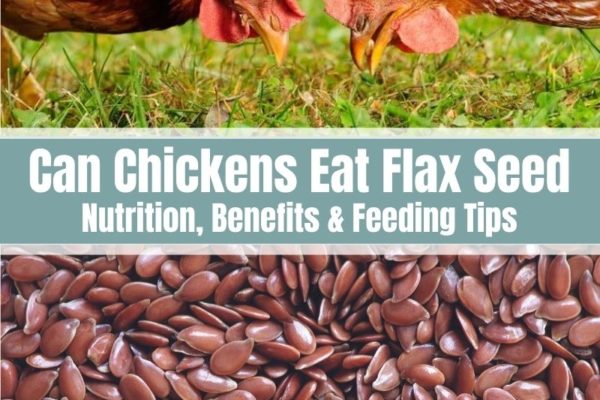 Can Chickens Eat Flax Seed? (Nutrition, Benefits & Feeding Tips)