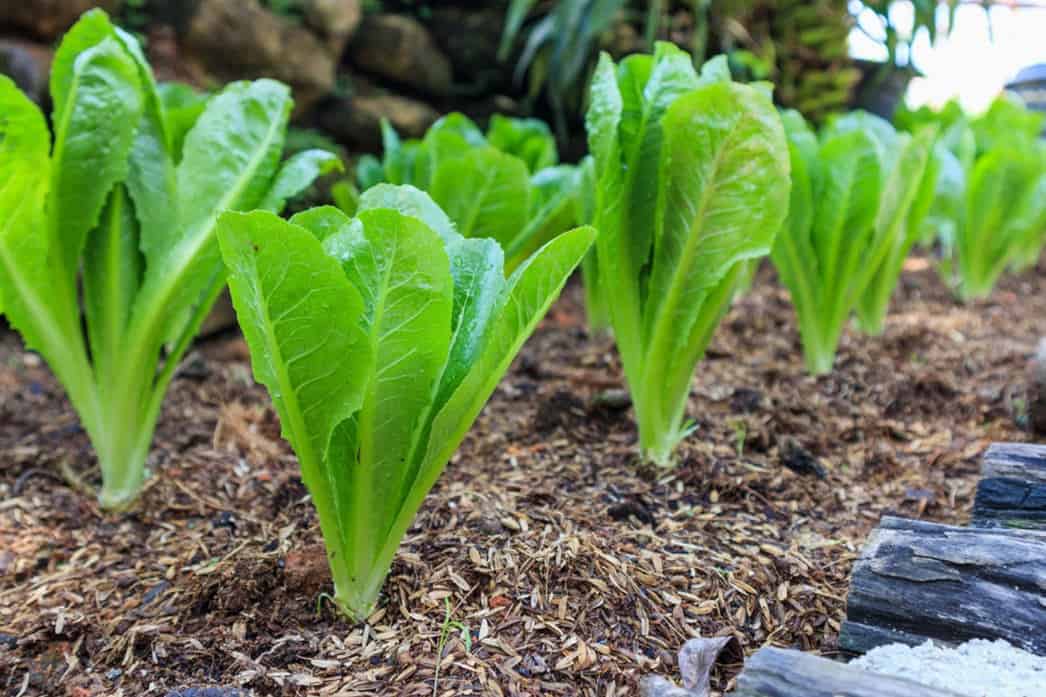 can chickens eat iceberg lettuce