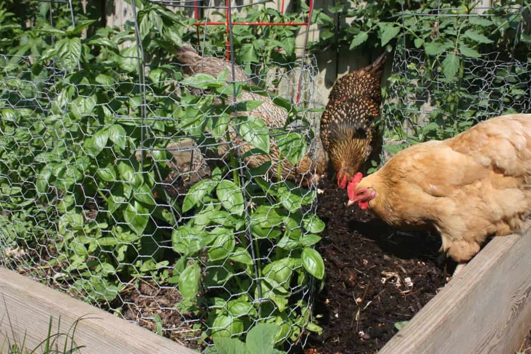 can chickens eat mint