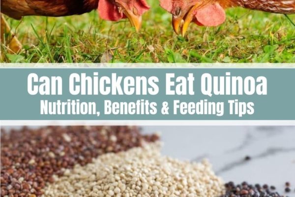 Can Chickens Eat Quinoa? (Nutrition, Benefits & Feeding Tips)