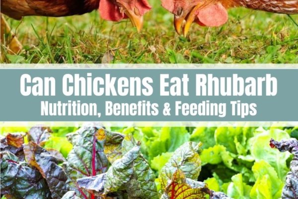 Can Chickens Eat Rhubarb? (Nutrition, Benefits & Feeding Tips)