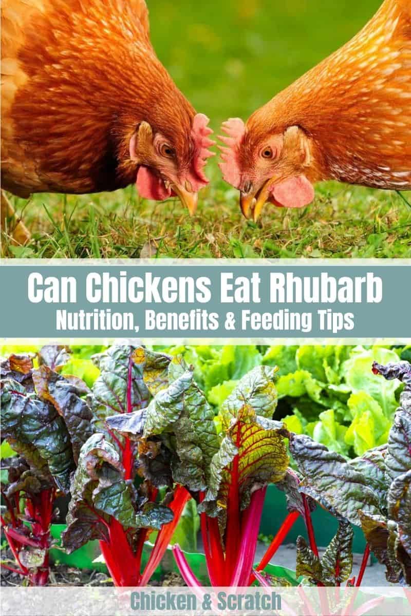 can chickens eat rhubarb leaves