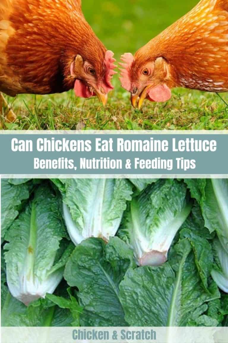 Can Chickens Eat Romaine Lettuce? (Nutrition, Benefits and Feeding Tips)