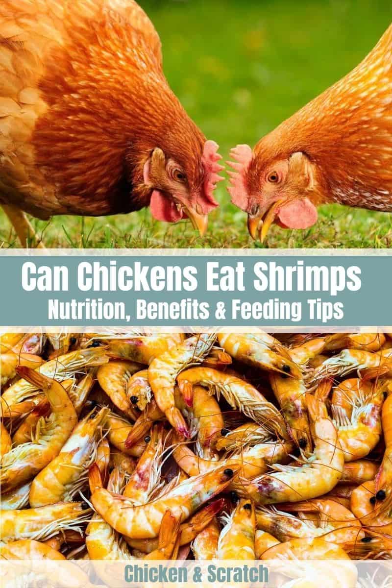 can chickens eat shrimp