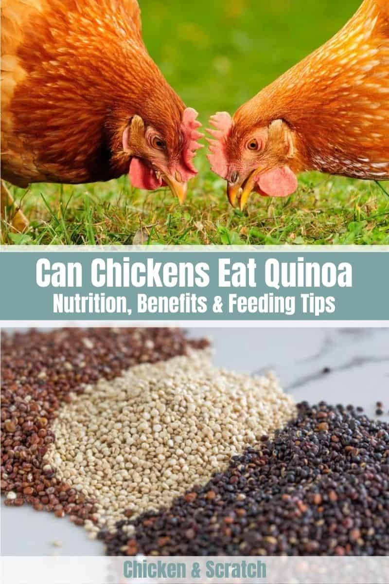 can chickens eat uncooked quinoa