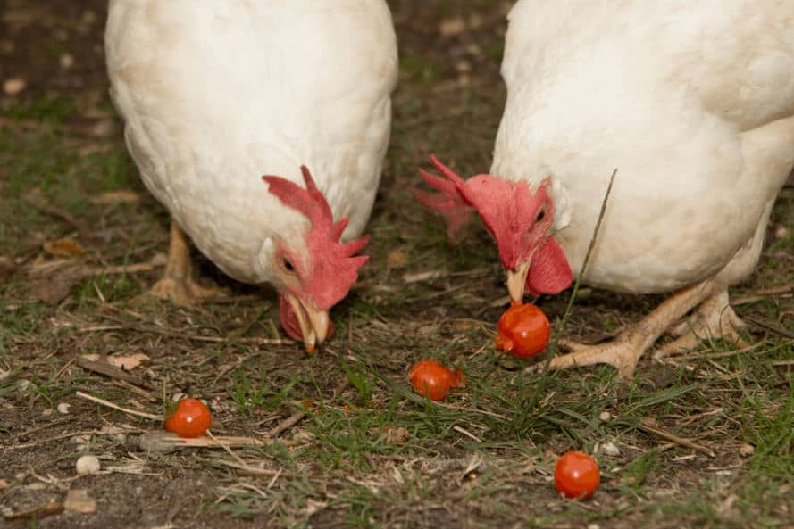 chicken eat Tomatoes
