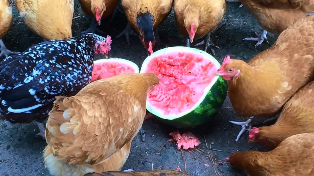chicken eat watermelon