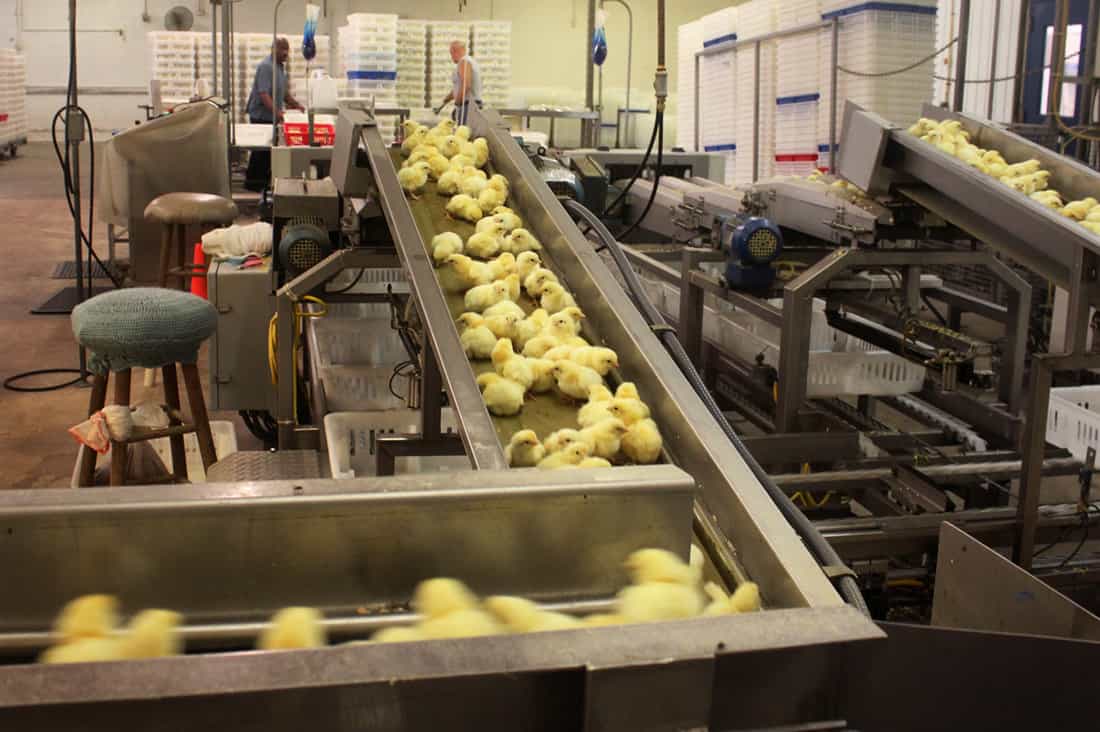 chicken hatcheries in kansas