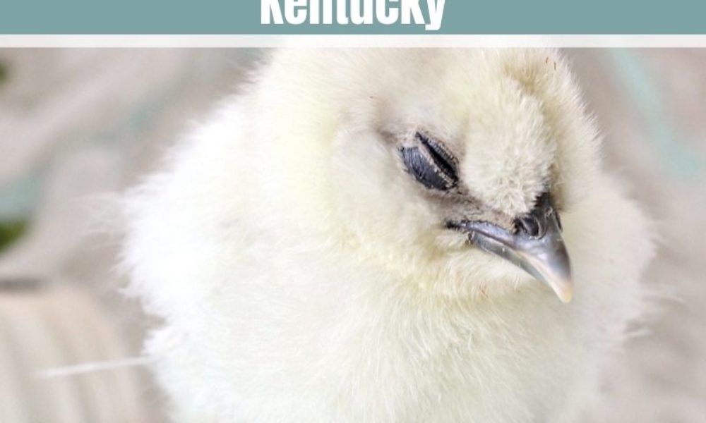 5 Best Chicken Hatcheries in Kentucky 2023 – Review & Guides