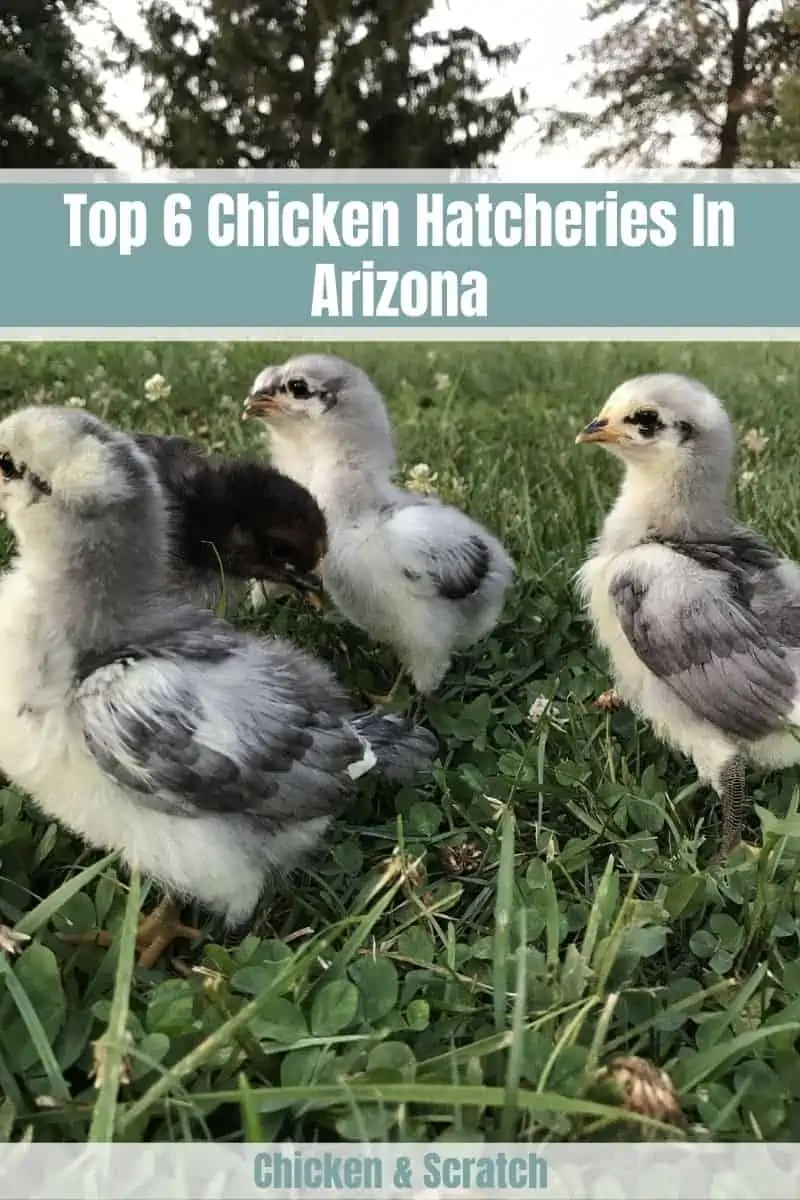 chicken-hatchery-arizona