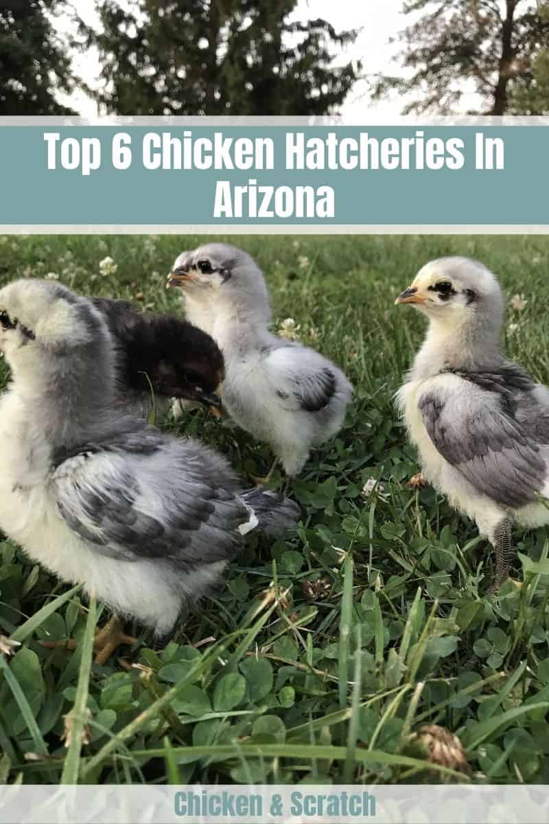 chicken hatchery in arizona