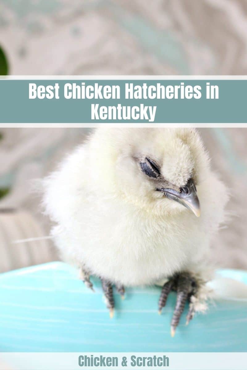 chicken hatchery in ky