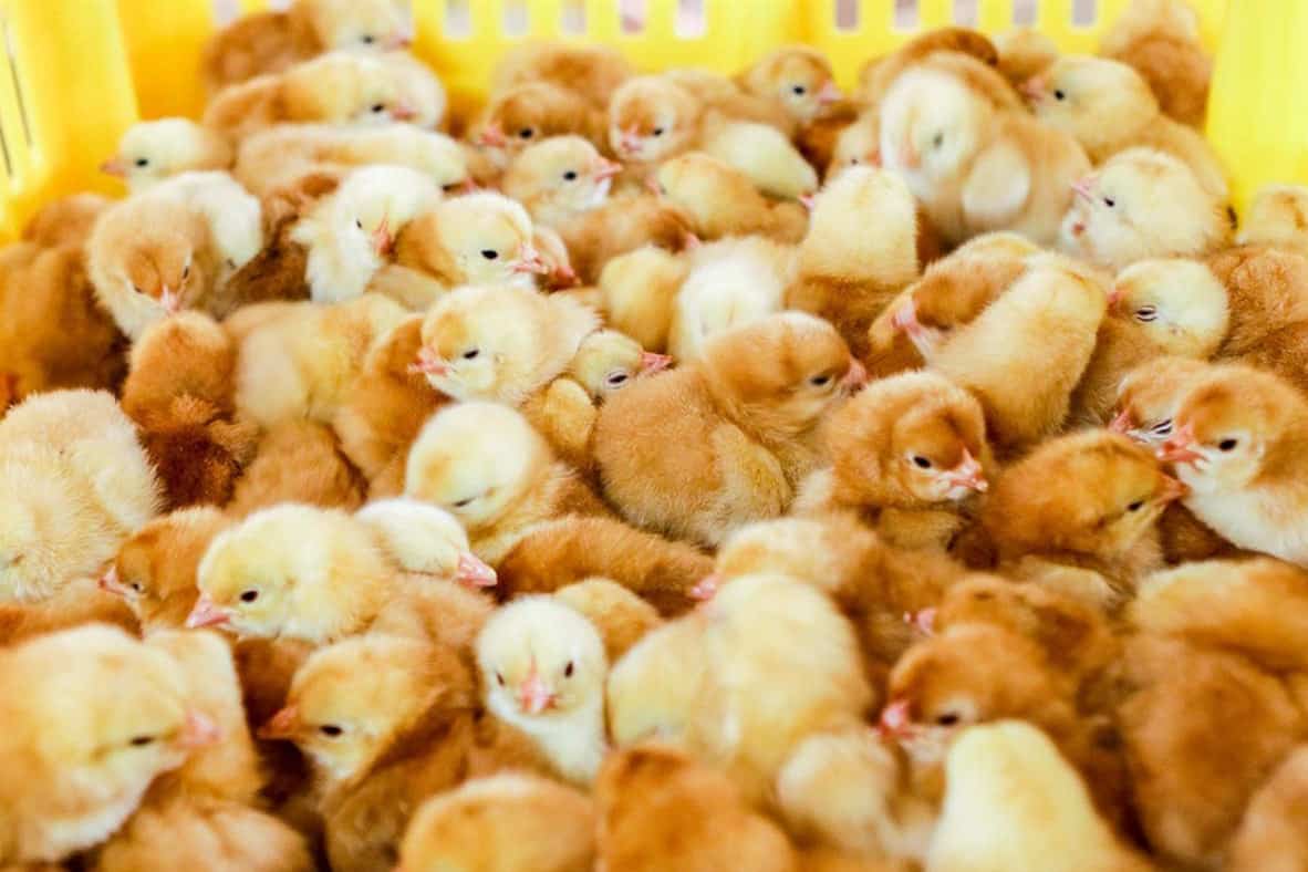 5 Best Chicken Hatcheries in Kansas 2024