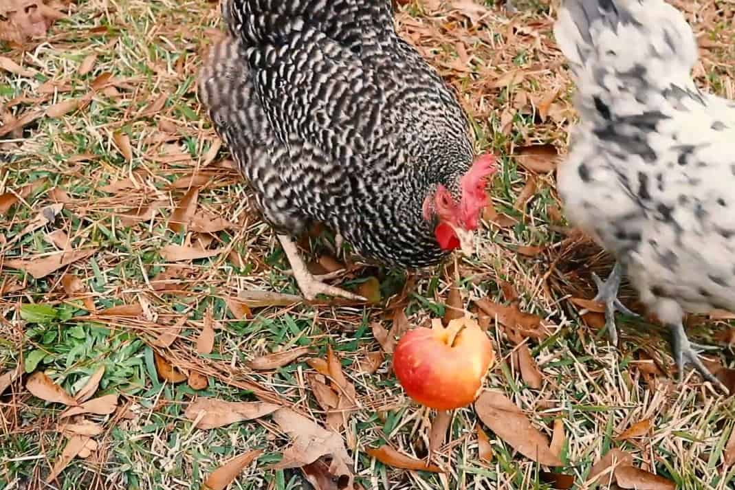 chickens eat apples