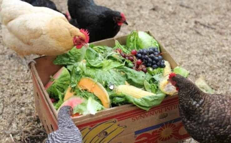 chickens eat lettuce