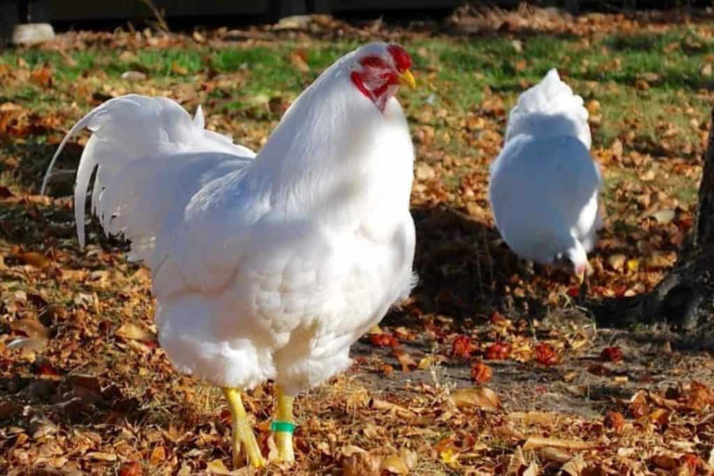 20 Best Meat Chicken Breeds (Pros & Cons)